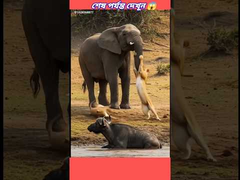 😭 জঙ্গলে প্রাণীদের বেঁচে থাকাটা কতটা ভয়ঙ্কর 😭 #animalsinaction  #cheethattack #shorts