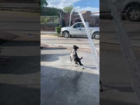 Perro acuático