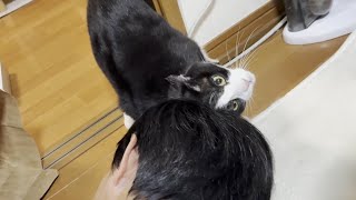 ペロペロ、ズルっ、ペロペロズルリ、お父さんのお世話を始める猫
