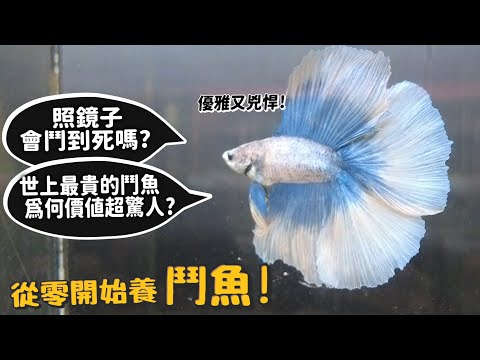 【從零開始養】鬥魚!照鏡子會鬥到死嗎?世界上最貴的鬥魚為何價值驚人?【許伯簡芝】 - YouTube