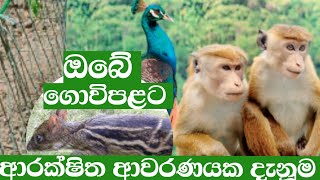 ඔබේ වගා ගොවිපල සතුන්ගෙන් ආරක්ෂා කරගන්න දැනූම/පාරම්පරික දැනුම /ikmanwaga