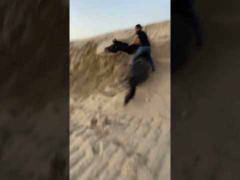 مشالله الخيل العربيه #اكسبلور_explore
