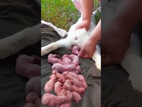 Rabbit growth #cute #pets