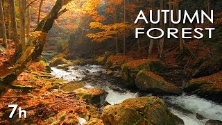 Autumn Forest - River Sounds