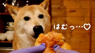 モスバーガー初体験の犬。可愛さが想定を大幅に上回っております。