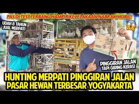 HUNTING MERPATI GIRING KERAS DI PINGGIR JALAN PASAR HEWAN TERBESAR DI YOGYAKARTA PASTY! MURAH BANGET