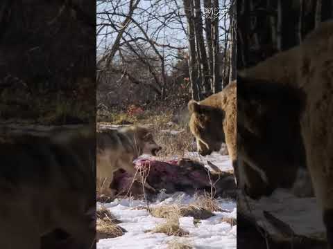 Wolves vs bear #wolves #bear #wildlife #animals #movie #wildanimals