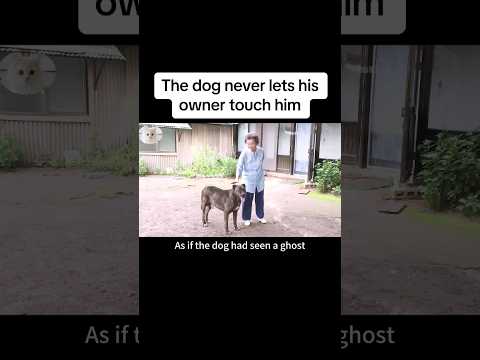 this dog never let his owner touch him 😭 #shortsfeed #strange #shortvideo #doglover #pets #realstory