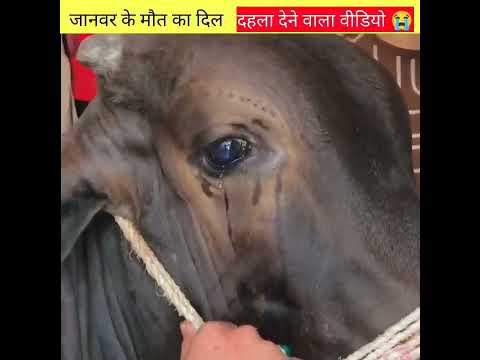 जानवरों की आंखों में आंसू देख कर 😭आपके भी आंखों में आंसू आ जाएंगे#shorts