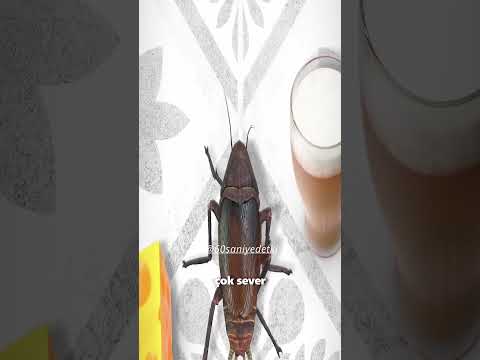 Hamam Böcekleri Beyninize Girebilir mi ?