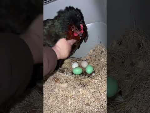 rent is due !!!!!! #chickencoop #eggcollecting