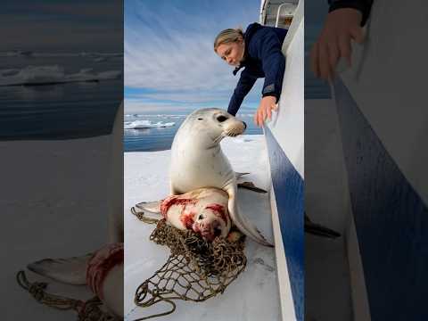 A touching story about a mother seal calling for help from the sailors on the ship to save her baby.
