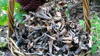 Autumn Mushroom Soup with Craterellus 2023