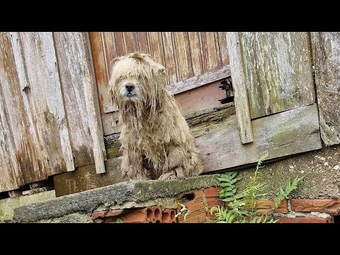 He Was Found Waiting in Front of the House Where He Used to Live