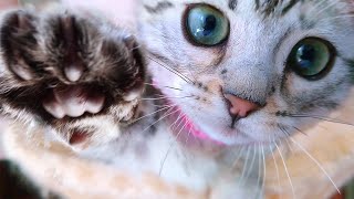 全てが可愛らしかった子猫！