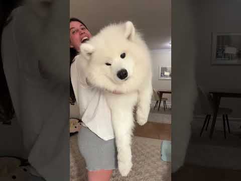 My purse is my dog!? 😱 #samoyed #dog #shorts