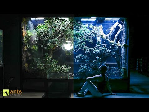 How My Giant Rainforest Vivarium Transforms at Night