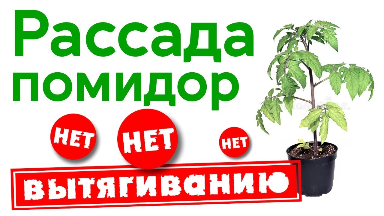 Рассада помидор вытянулась. Как избежать вытягивания