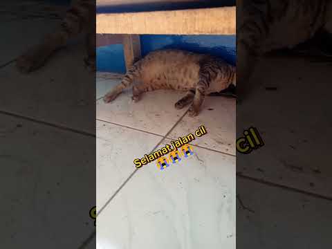 Detik-detik bocil pergi😭😭#cat#catlover #cutecat #pet#catvideos #catvideo #mlbb
