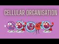 Human Body Systems and Cells