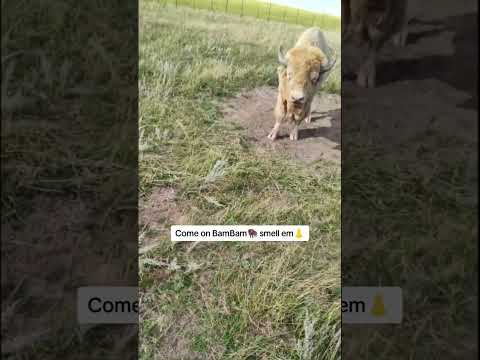 My Albino Bison is injured 🥹🦬🤕😱#pets #montana #buffalo #bison #ranch #farm #yellowstone #buffalo