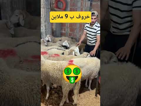 أسعار كباش العيد 🔥