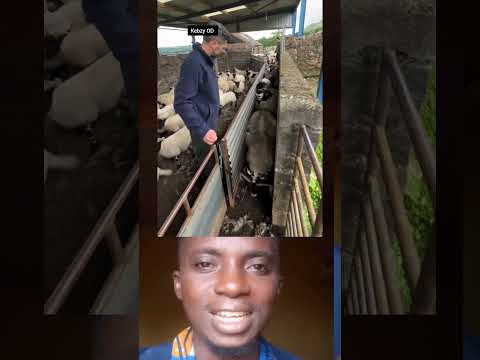 Genius Trick To Sort Out Animals Instantly! #shorts #youtubeshorts #animalfarming #viral #animals