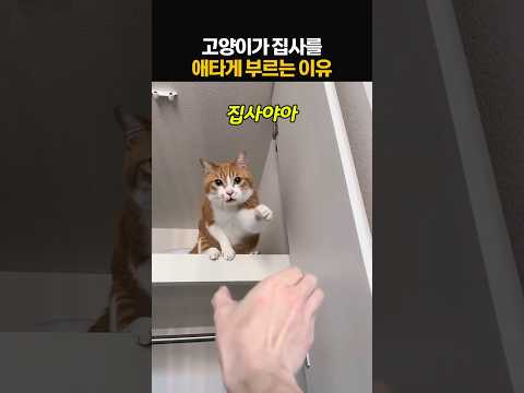고양이가 집사를 애타게 부르는 이유