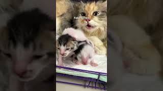Fake kitten Vs Real kitten 😍 #cat #kitten #catlovers #kucing