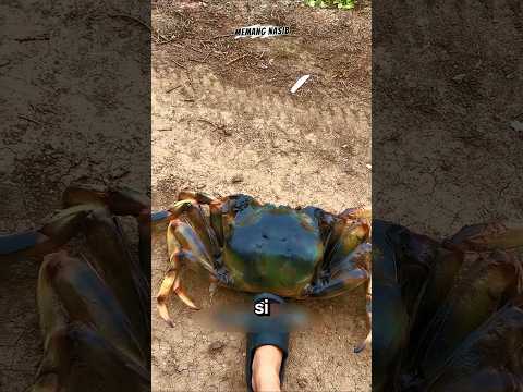 kepiting sering ganti cangkang#shortvideo