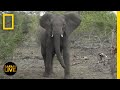 Animal Behavior and Ecology Assessment