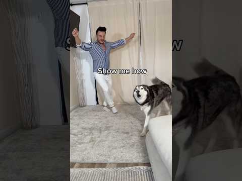 My Husky Loves Dancing!