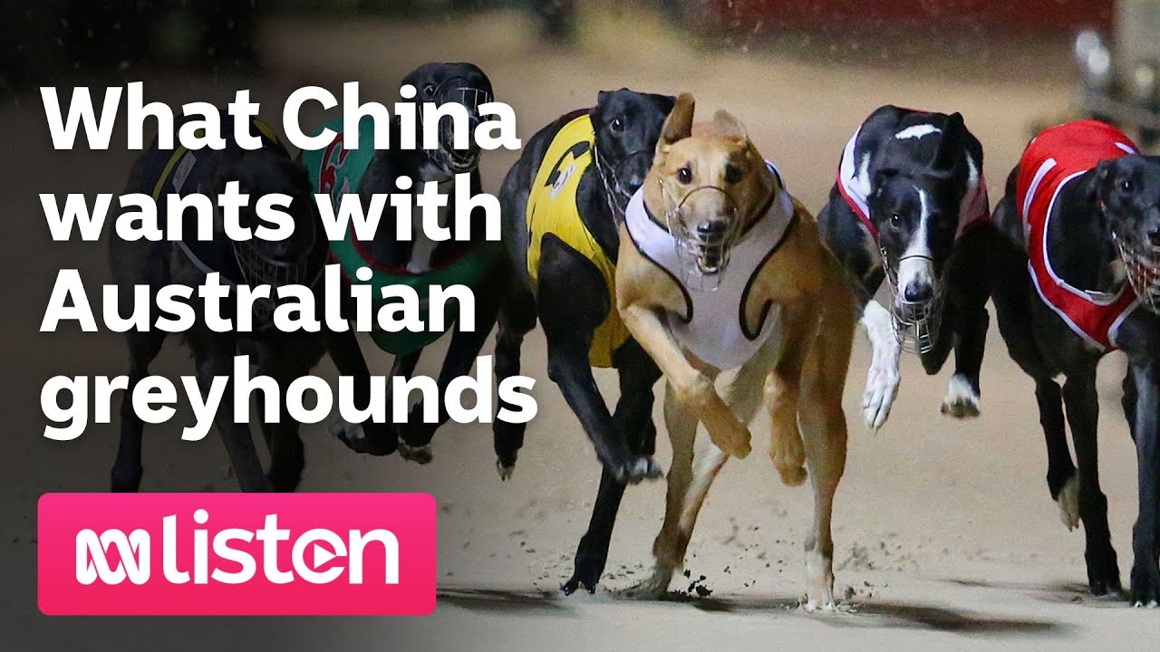 What China wants with Australian Greyhounds 