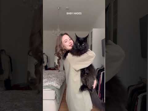 Baby Hades, Akira & Ace 🐈🐈‍⬛🐈 Das sind meine 3 Katzen✨ (im Herzen 4 mit Baby Akido) | officialjosi