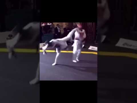 TAEKWONDO WTF