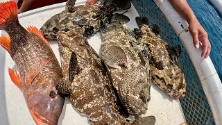 JUMBO Marble Grouper
