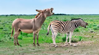 O QUE ACONTECE QUANDO JUMENTO CRUZA COM ZEBRA?