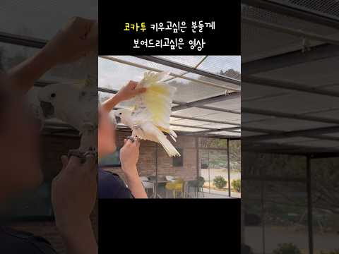 [니아] 코카투 키우고 싶은 분들께 보여드리고 싶은 영상 / 코카투 파우더 / 친구네 코카투 / cockatoo powder