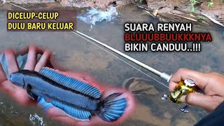 CHANNA LIMBATA BIRU PENGHUNI LUBANG PINGGIR PARIT
