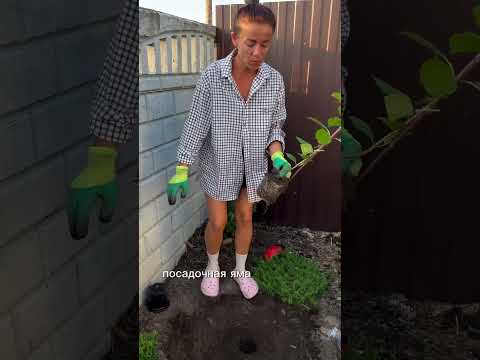 Как я ухаживаю за Гортензией