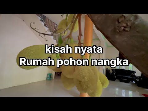 Kisah Nyata Rumah Pohon kalimantan