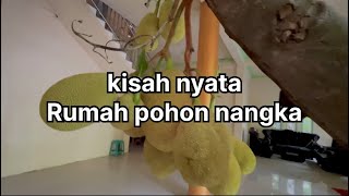 Kisah Nyata Rumah Pohon kalimantan