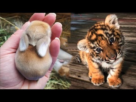 AWW Animals SOO Cute! Cute baby animals Videos Compilation cute moment of the animals #21