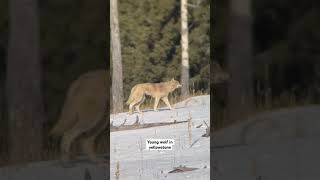 Young wolf in Yellowstone National Park #yellowstone #wolf #wildlife