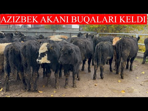 AZIZBEK AKANI ABERDEEN ANGUS GEREFORD BUQALARI KELDI