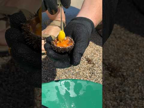 Как есть ежа 🦔 рецепт , пробовали такую икру ?