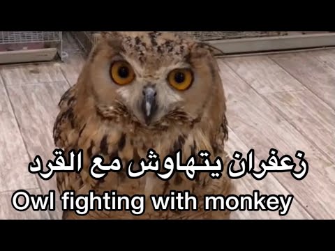 شوفوا الى  نهاية المقطع ? | زعفران يتهاوش مع القرد بسبب؟؟?| owl fighting with monkey ??