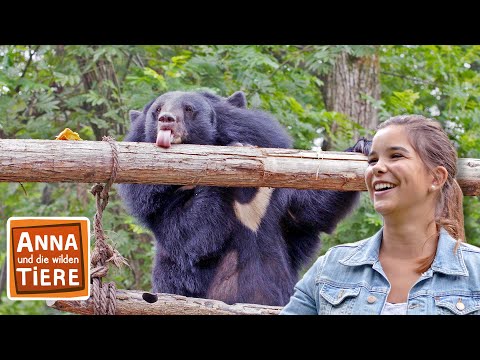 Honig für den Kragenbären | Reportage für Kinder | Anna und die wilden Tiere