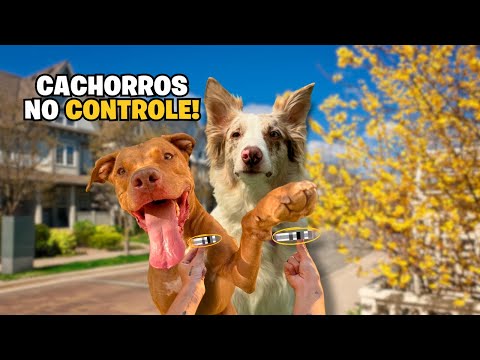 24 Horas Com os Cães | Quais Foram As Escolhas? Veja o Que Eles Decidiram!