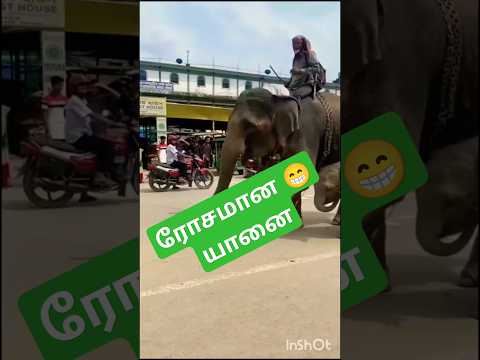 #cute #elephant #shortsvideo #trending #viralshort #fun #funny #comedy #comedy #tamil #love #new #us